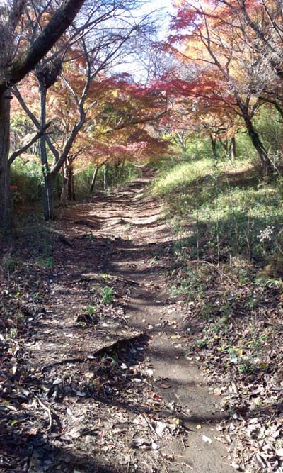 すがすがしい道